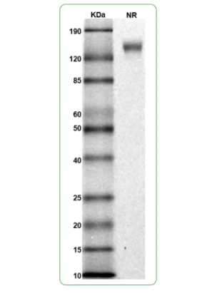 MW: Molecular Weight marker reduced condition
NR: IL-4Rα dimer under non-reduced condition